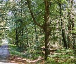 Die Hauptwege durch den FriedWald Bramsche sind gut begehbar.