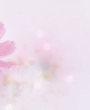 Un Jour Une Fleur image 1