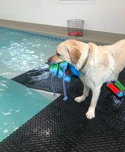 Independence Veterinary Clinic image 17