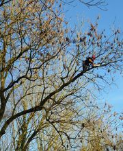 Merlin Bruno image 1