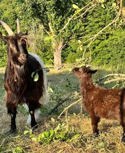 Landschaftspflege Höfle Bild 3