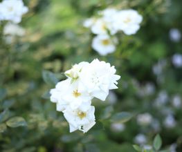 Elztal Gartenbau Bild 52