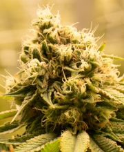 Lume Cannabis Dispensary Big Rapids, MI image 6