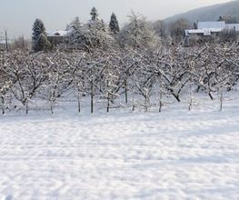 Pfister Obstbaum- und Gartenpflege Bild 7