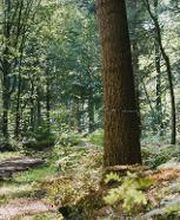 FriedWald Hasbruch Bild 1