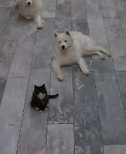 Santo C. DeSpirt Marble & Granite image 18