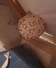 Chass'Eure De Frelons image 6