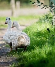 Ferme de la Houssaye image 1