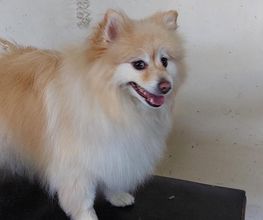 Absolument-Chien image 7
