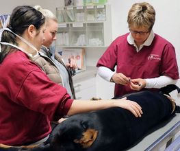 Dr. Friederike Tunkel Fachärztin f. Kleintiere Bild 5