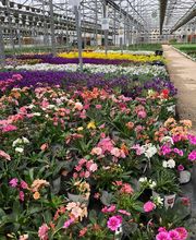 Hanriot Fleurs image 2