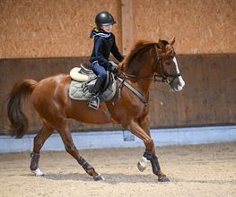 Reitsportzentrum St. Josefen AG Bild 6