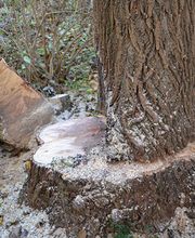 Baumpflege Görlich Bild 2