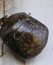 Peachtree Pest Control image 10