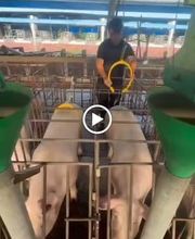 Windfell Trading SL - BSTIM Aroma de verraco imagen 1