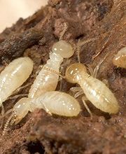 CADRE DIAGNOSTICS image 1