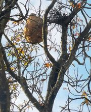 GN3D Dératisation Désinsectisation image 5