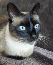 Mela Mobil Tierphysio Bild 5