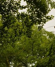 Baumdienste Pfeiffer Bild 1