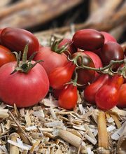 LE POTAGER DE SANTE image 1