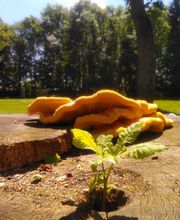 Die Baumkletterer Bild 1