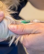 Kleintierpraxis Anima AG Bild 4