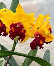 JB orchids imagen 5