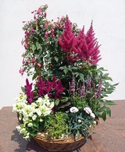 Saveurs Florales image 1