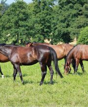 Buchheims Hof Pension Vogtland Bild 4