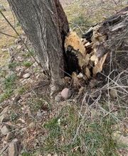 Owen's Tree Expert image 4