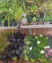 Gamm Vert Marans image 6