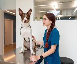 VetGenève - Clinique vétérinaire Bild 19