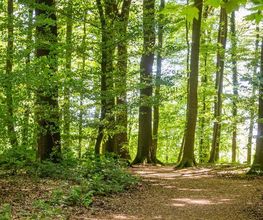 FriedWald Kalletal Bild 12