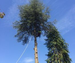 Baumdienste mit Seiltechnik Purretat Bild 9