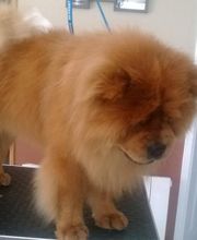 Toutou Bigoudis image 5