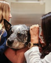 Pure Paws Veterinary Care of Clinton Hill image 9