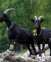 Alters- und Pflegeheim Bad Ammannsegg Bild 6