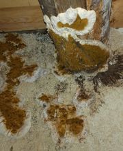 Allemand Philippe image 7