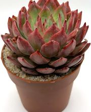 SuccuWorld imagen 2