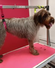 Toutou Tip Top image 6