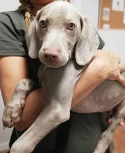 Arca Veterinaria imagen 1