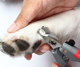 Hundesalon Pet Cut's Bild 11