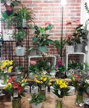 La Tulipe Noire image 19