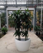 Müller Hydrokulturen Bild 3