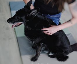 FITBUDDYS Tierheilpraxis & BARF-Shop Bild 5