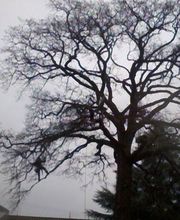 Du Haut Des Cimes image 2