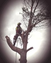 Die Baumkletterer Bild 3