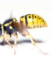 Bio Konzept Bild 2