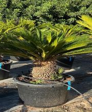 Planthispania imagen 2