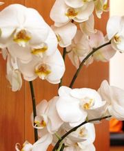 Zahnarzt Raphael Will Bild 2